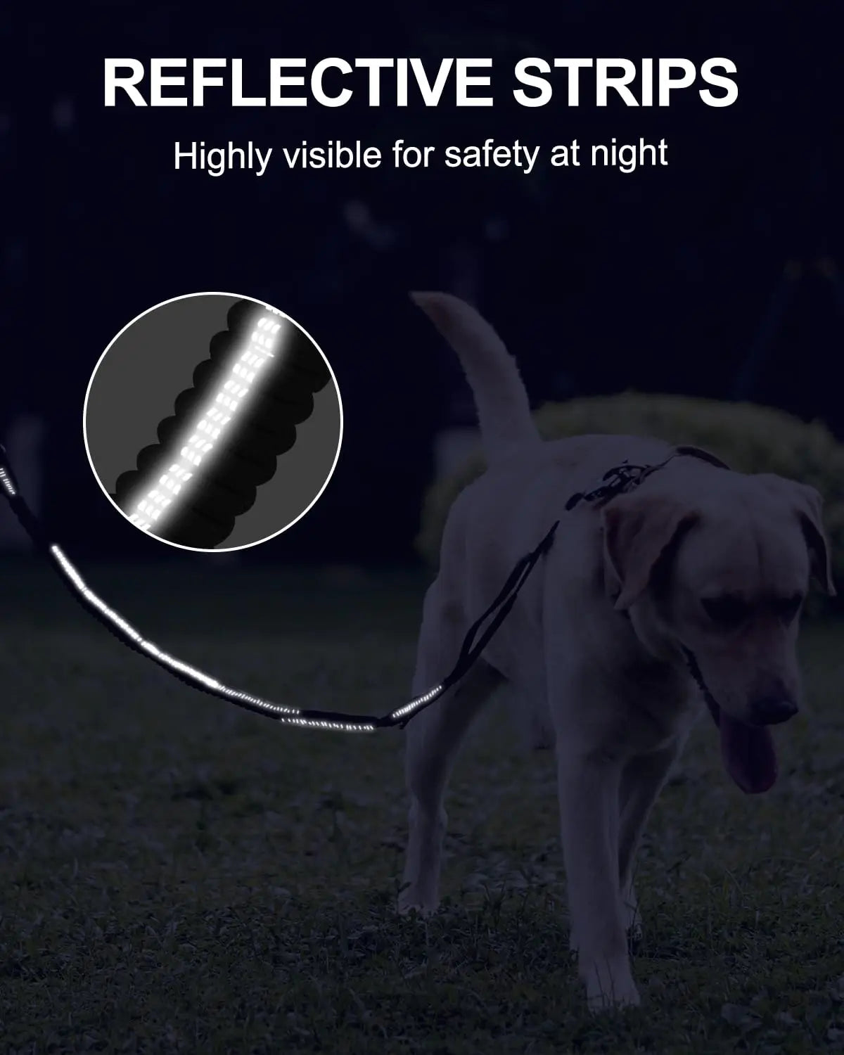 Dog wearing a reflective strip for safety at night with text 'Reflective Strips Highly visible for safety at night'.