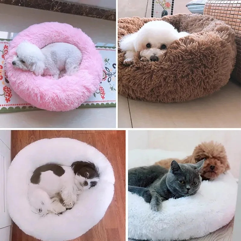 Four images of dogs and cats in different colored pet beds.