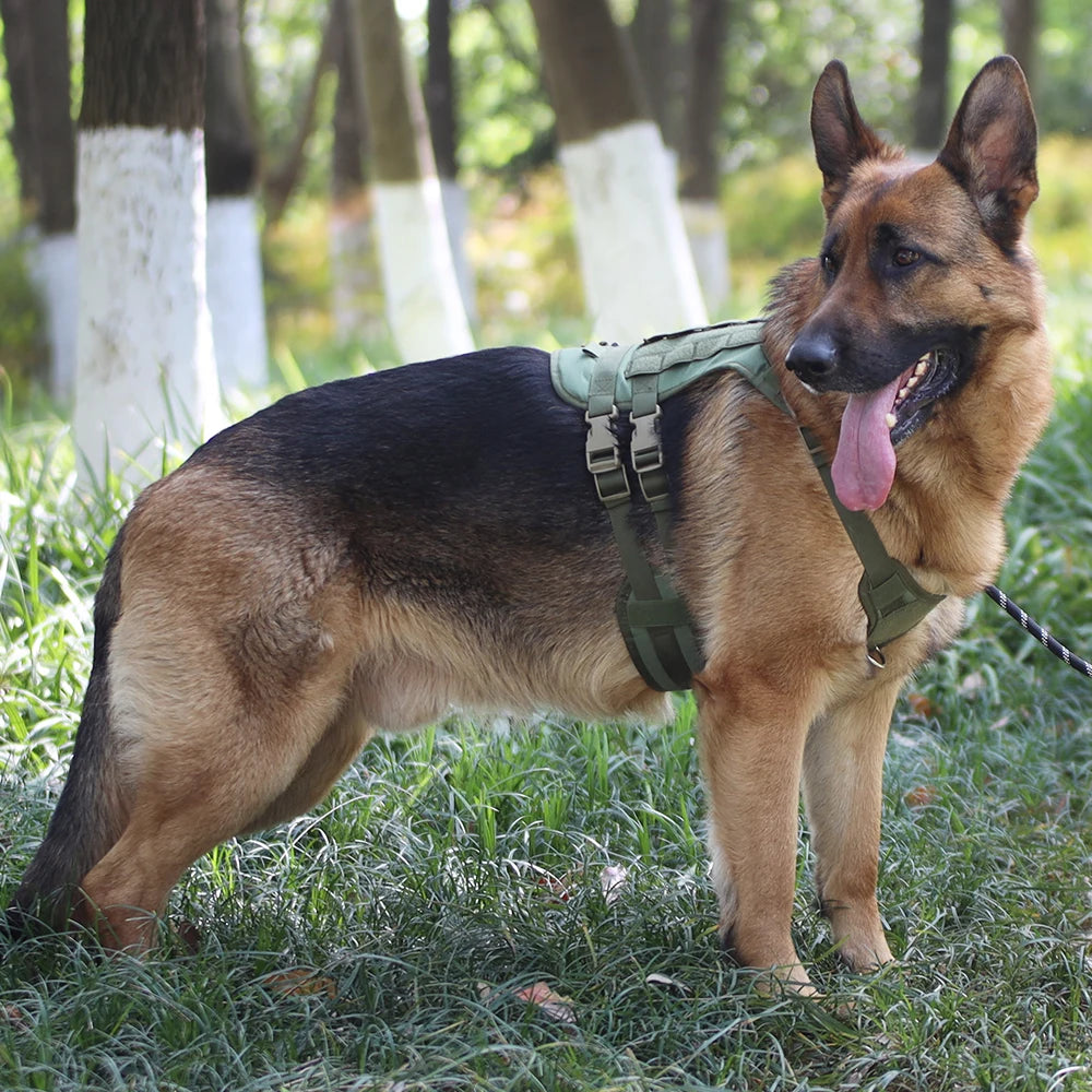 German Shepherd wearing a green harness standing on grass with trees in the background