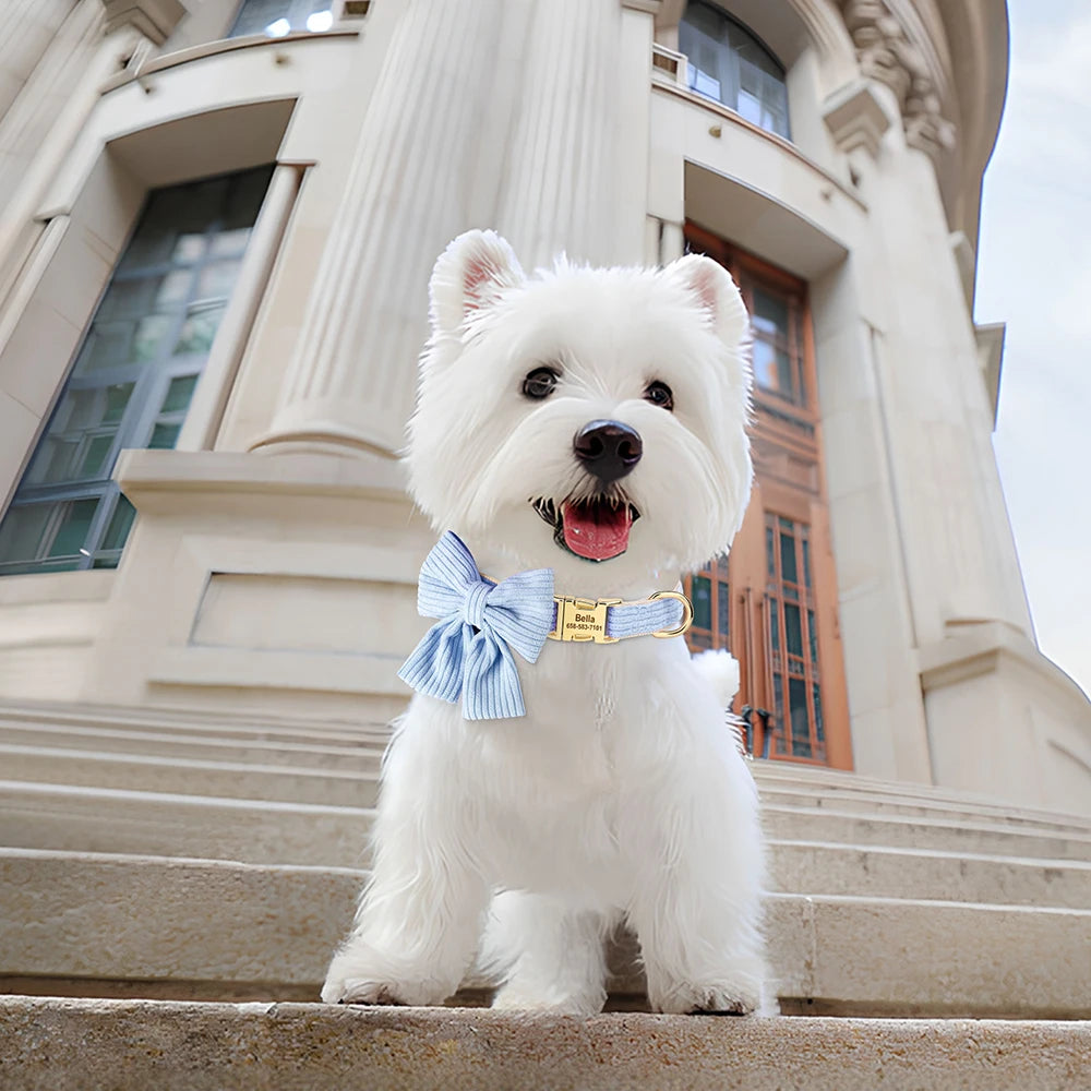 White dog with a bow tie sitting on steps in front of an elegant building