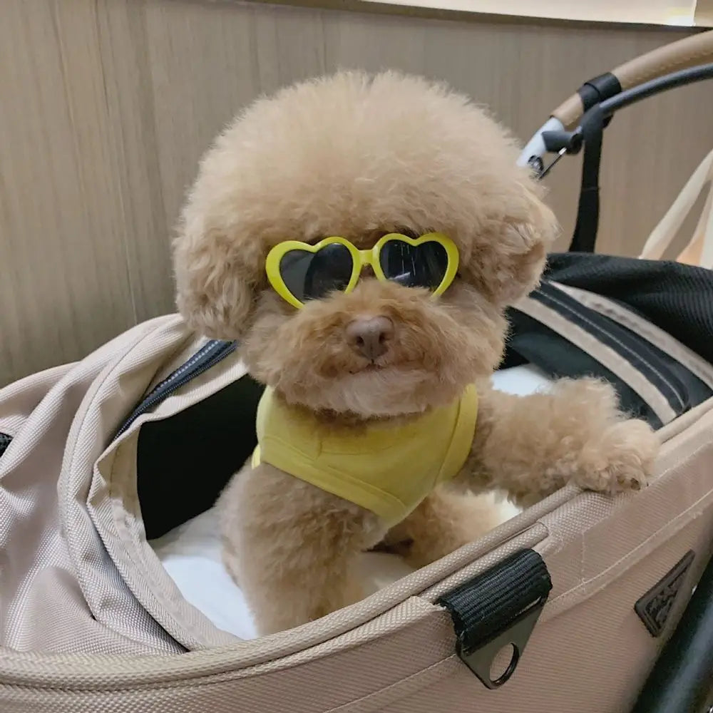 Small dog wearing yellow sunglasses and a yellow bandana sitting in an open suitcase.