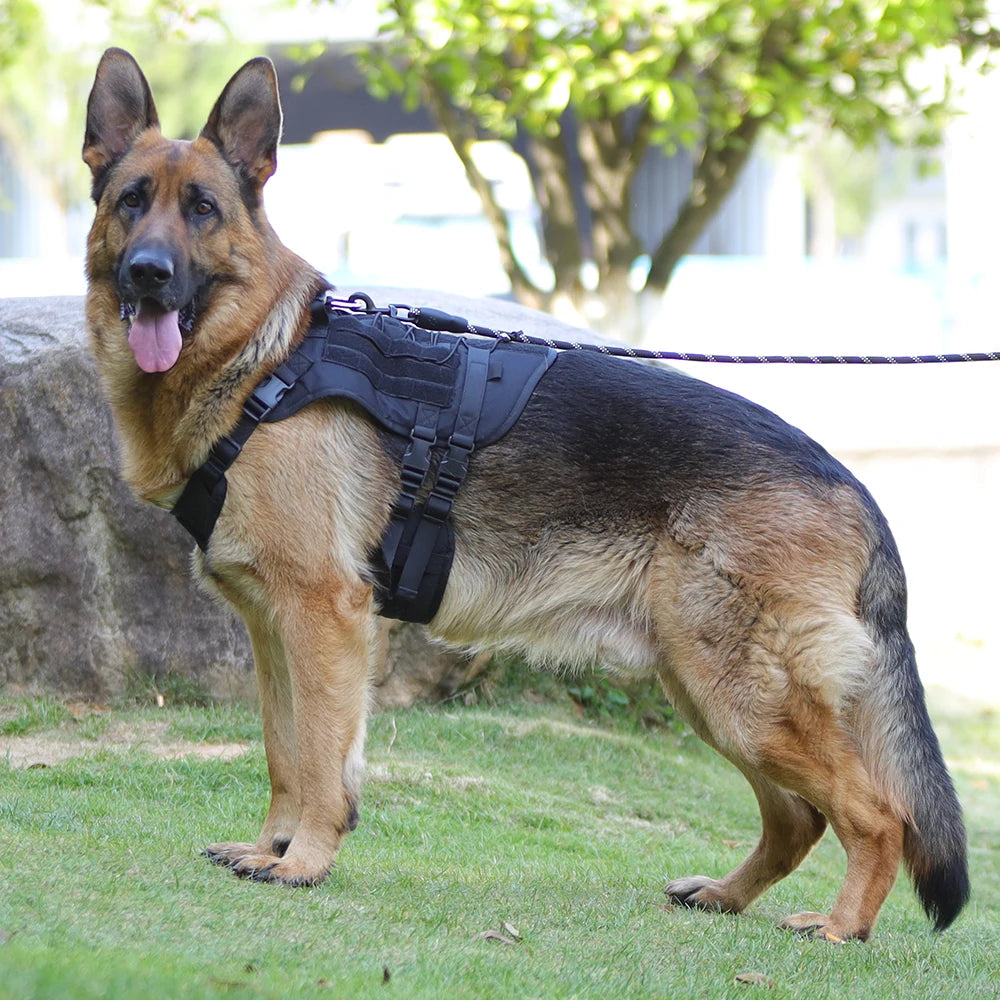 German Shepherd wearing a black harness on a grassy area with trees in the background