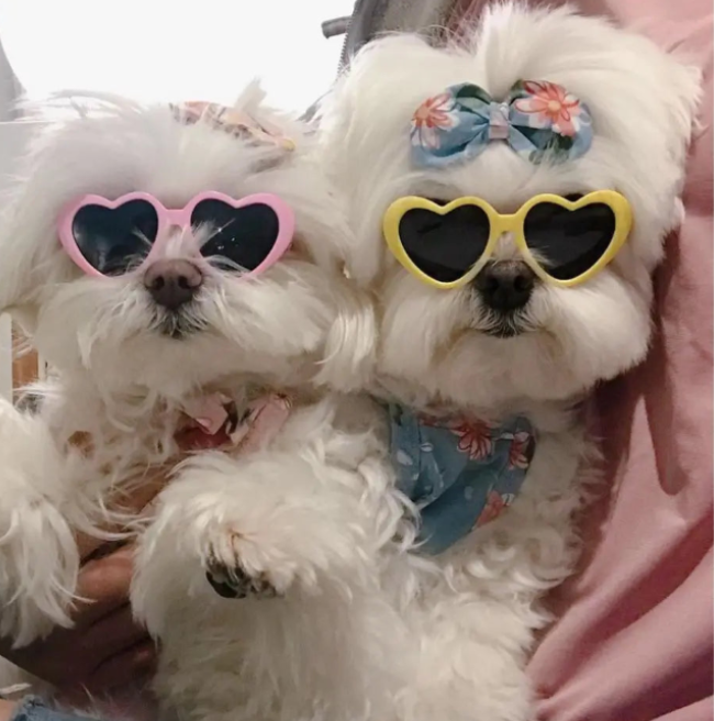 Two small white dogs wearing colorful heart-shaped sunglasses.