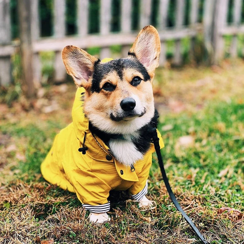 Dog wearing a yellow raincoat standing on grass