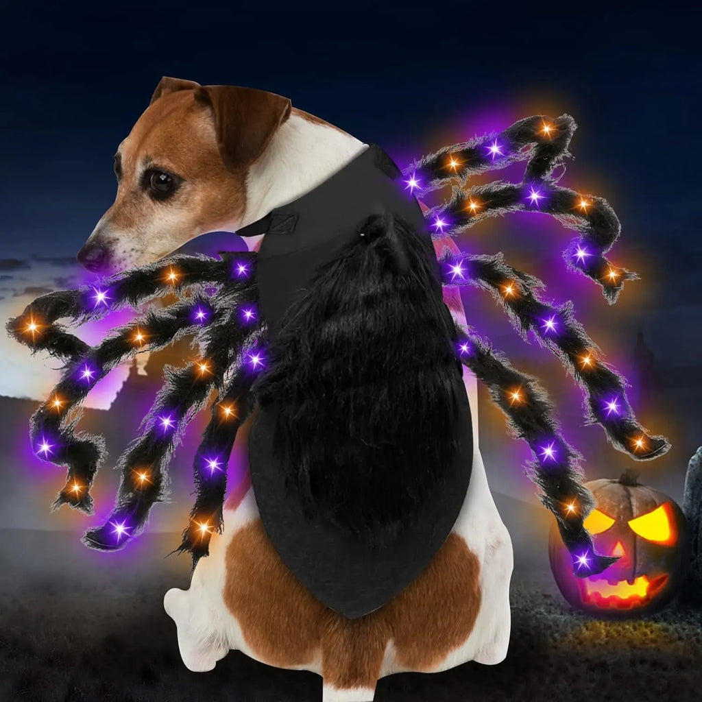 Dog wearing a black spider costume and a pumpkin in the background