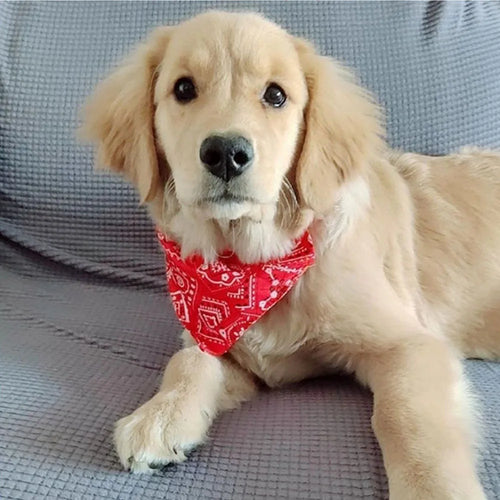 Dog wearing a red bandana sitting on a gray couch