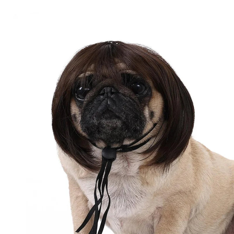 Pug dog wearing a black wig on a white background