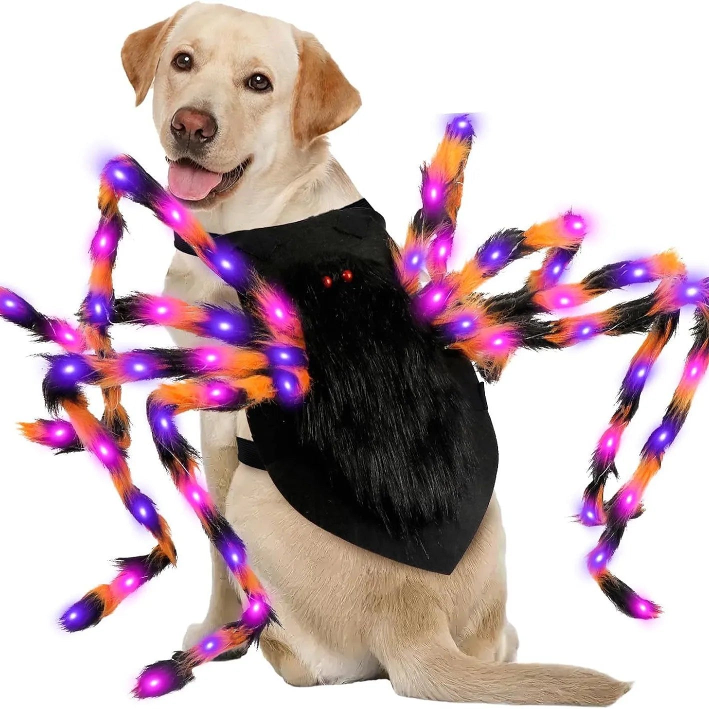 Dog wearing a large colorful spider toy costume in front of it on a white background