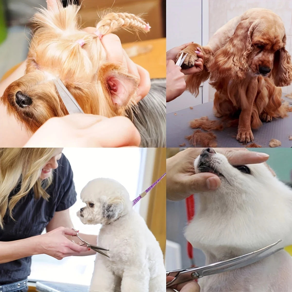 Collage of a dog being groomed with close-up shots of the process.