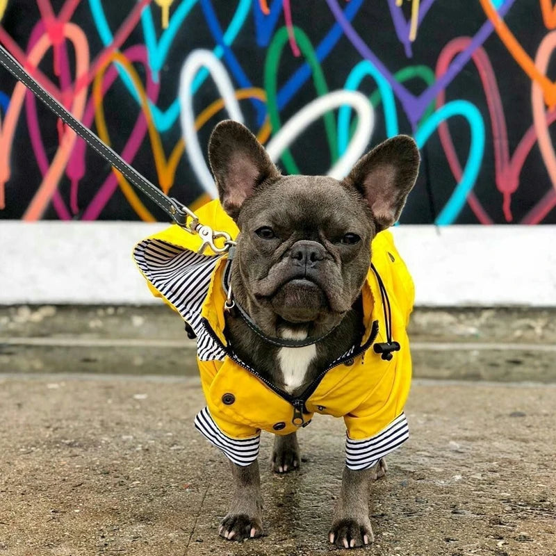 Dog wearing a yellow raincoat with a colorful graffiti background