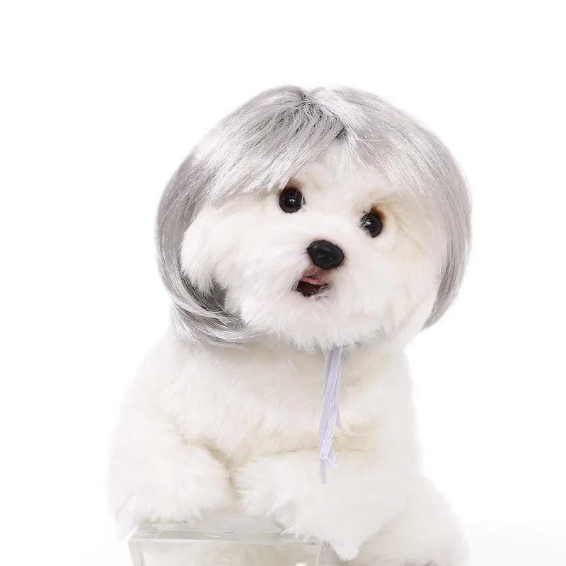 White dog wearing a gray wig on a white background