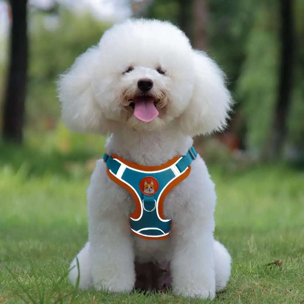 White dog wearing a blue and orange harness sitting on grass with a blurred natural background