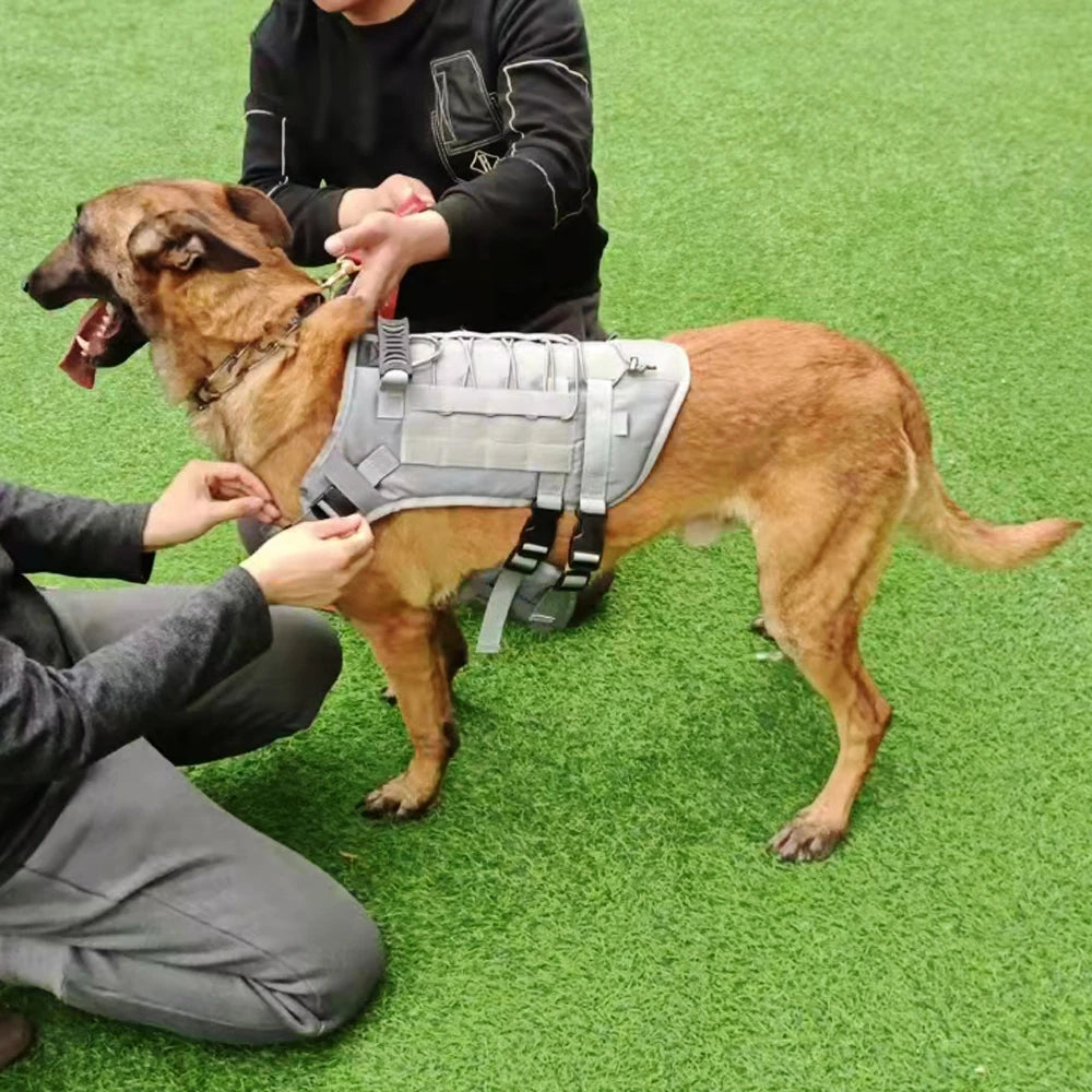 Dog wearing a gray tactical vest being adjusted by two people on a green grassy field.