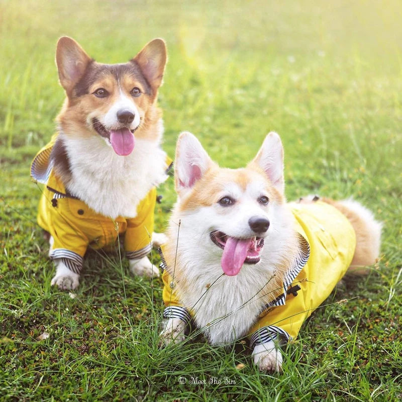 Two dogs in yellow raincoats sitting on grass