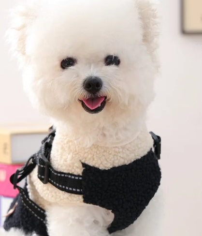 Small white dog wearing a black harness sitting on a white surface with books and a picture frame in the background.