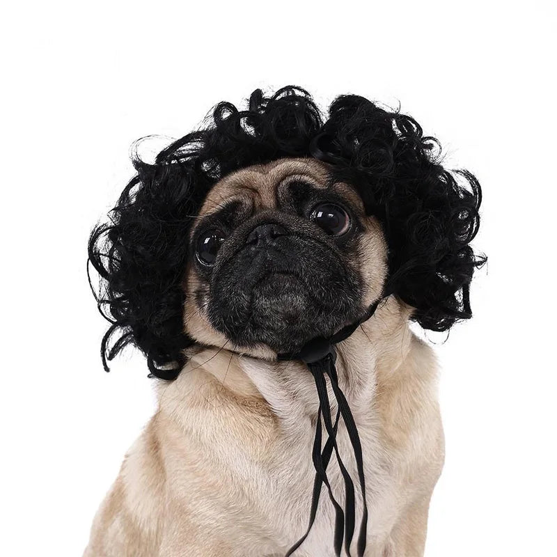 Pug dog wearing a black curly wig on a white background
