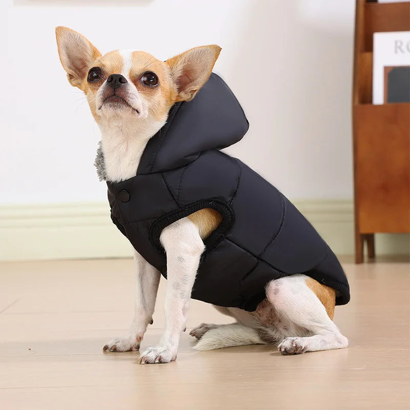 Small dog wearing a black puffer vest indoors.