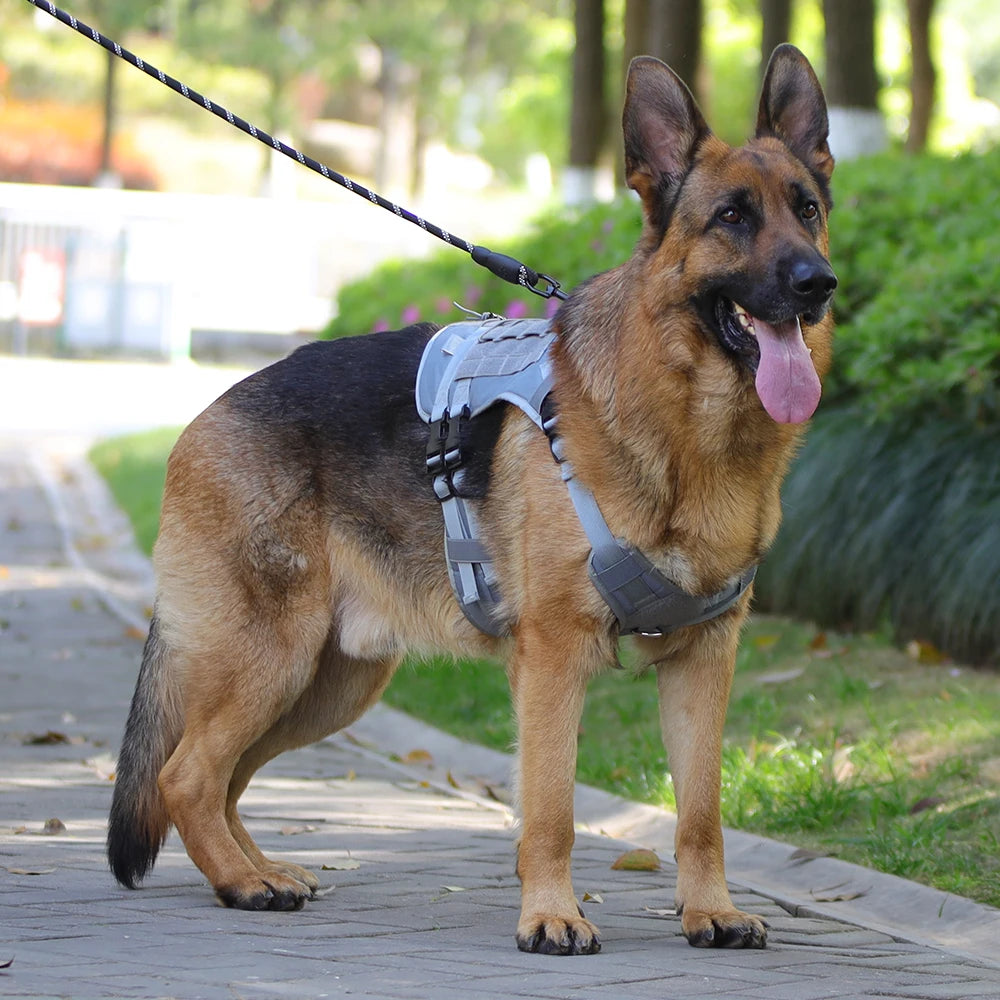 German Shepherd dog wearing a harness on a leash in a park.