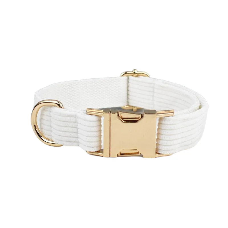 White dog collar with gold hardware on a white background