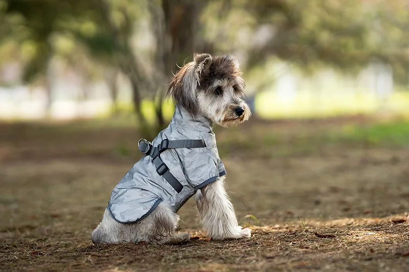 Dog wearing a gray coat in a park setting