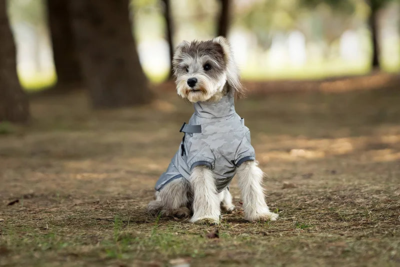 Small dog wearing a gray coat standing on a path in a park.