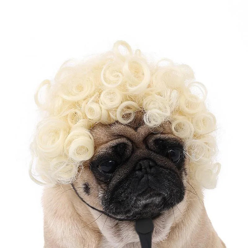 Pug dog wearing a blonde wig on a white background