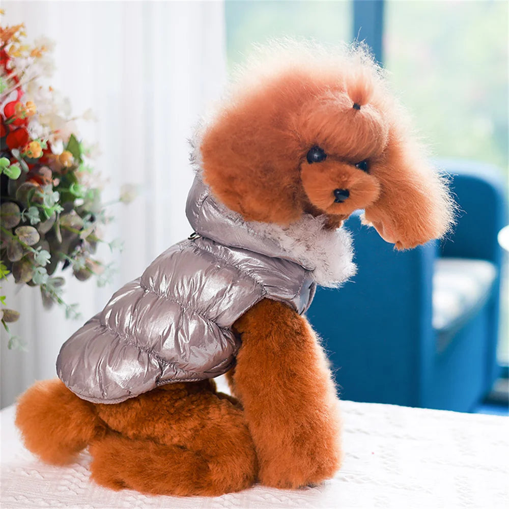 Small dog wearing a silver puffer coat indoors with a blurred background
