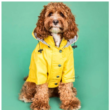 Dog wearing a yellow raincoat on a green background