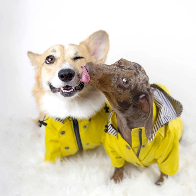 Two dogs wearing yellow raincoats on a white background