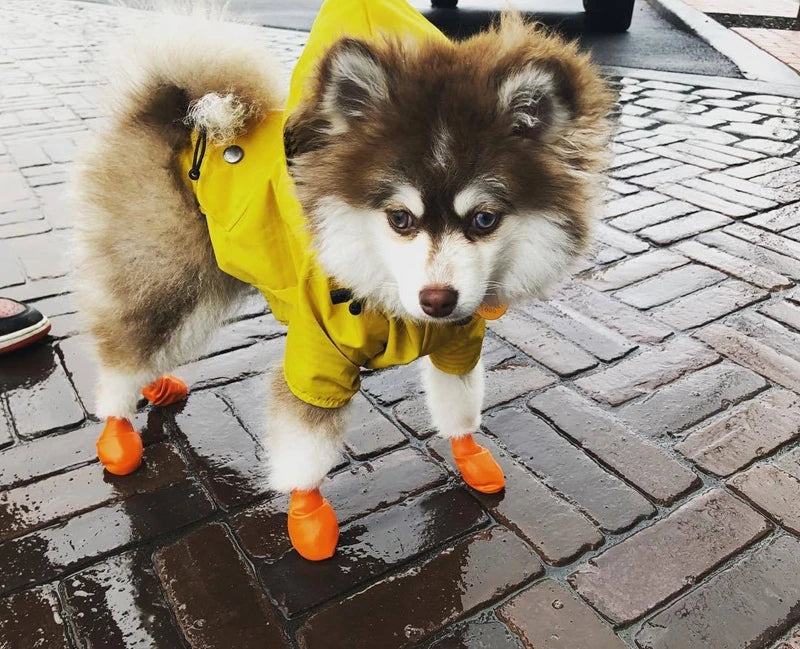 Dog wearing a yellow raincoat and orange boots on a wet pavement