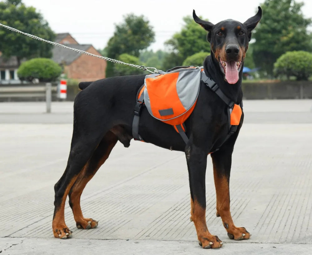 Dog wearing an orange and gray backpack on a leash in an outdoor setting