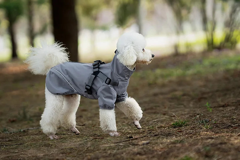 White dog wearing a gray raincoat standing on a forest floor.