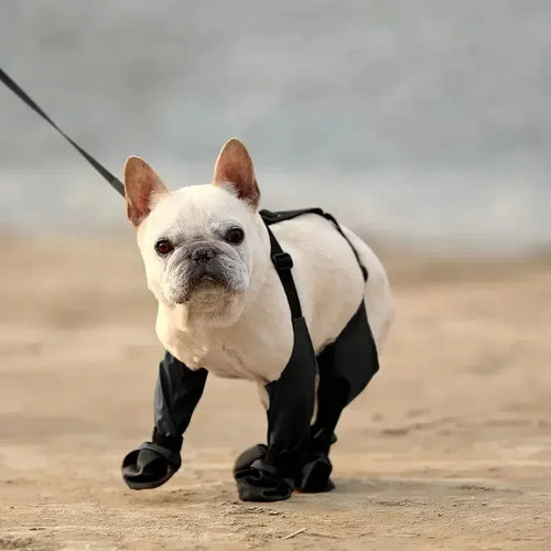 Dog wearing black protective leg wraps on a sandy background