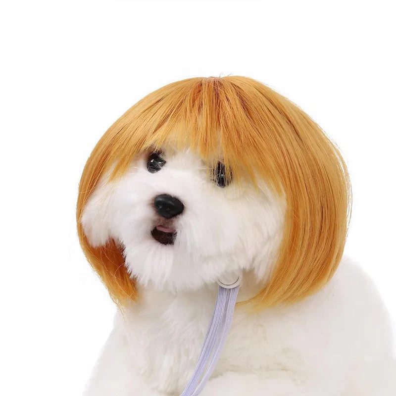 Dog with a red wig on a white background