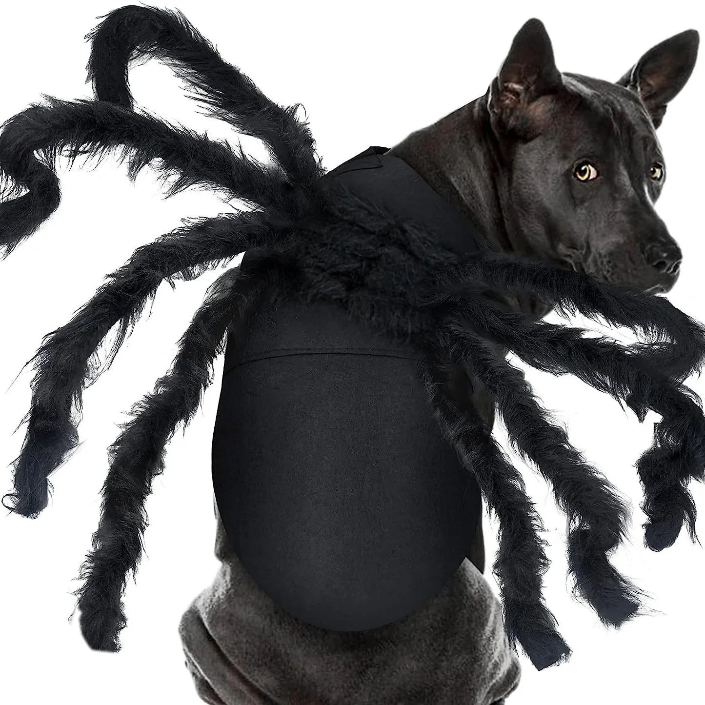 Dog wearing a spider costume with long black legs on a white background