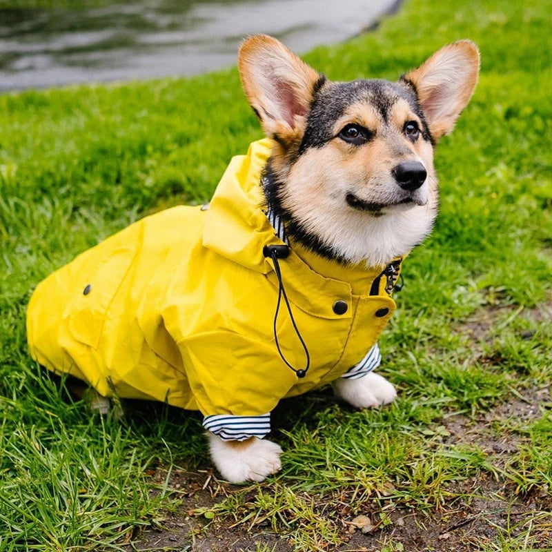 Dog wearing a yellow raincoat on grass
