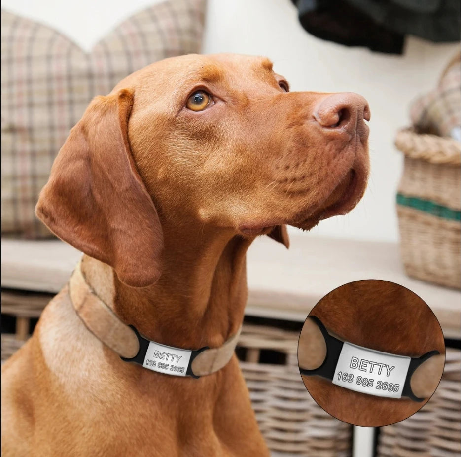 Brown dog wearing a collar with a pet tag, sitting on a couch.
