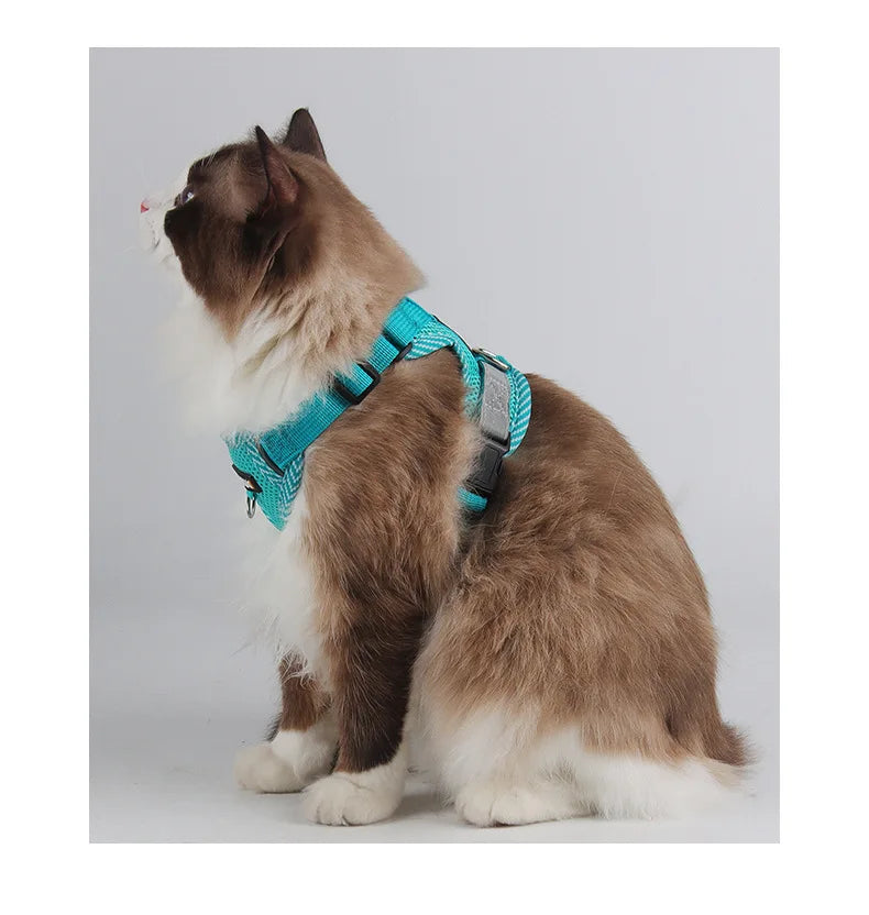 Cat wearing a teal harness on a white background