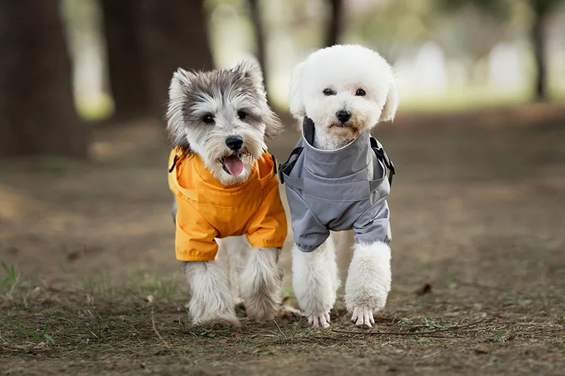 Two dogs wearing colorful outfits standing on a path in a park.