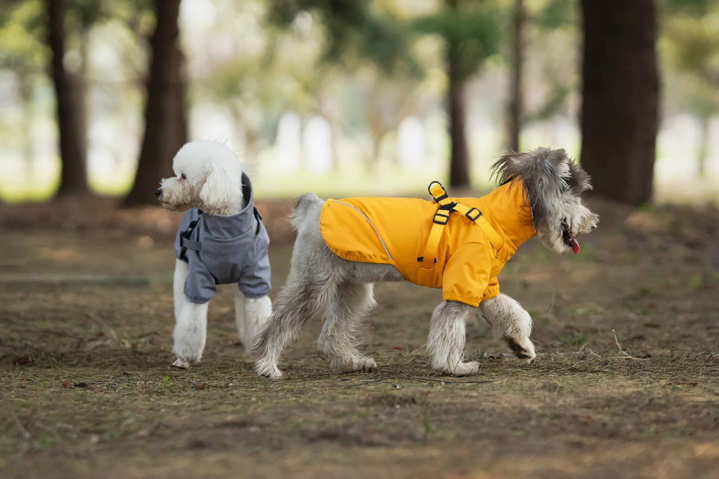 Two dogs wearing raincoats walking in a forested area.