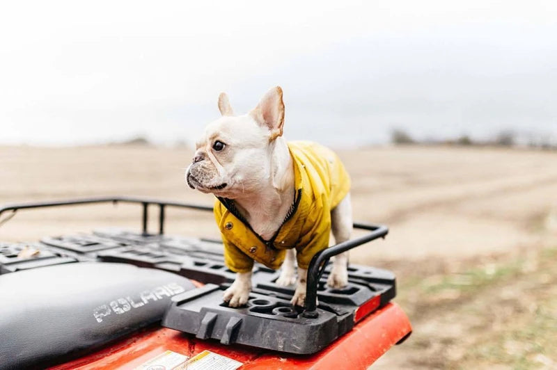 Dog in a yellow raincoat standing on a Polaris vehicle in an open field.