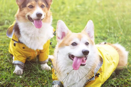 Two corgis wearing yellow raincoats sitting on grass.