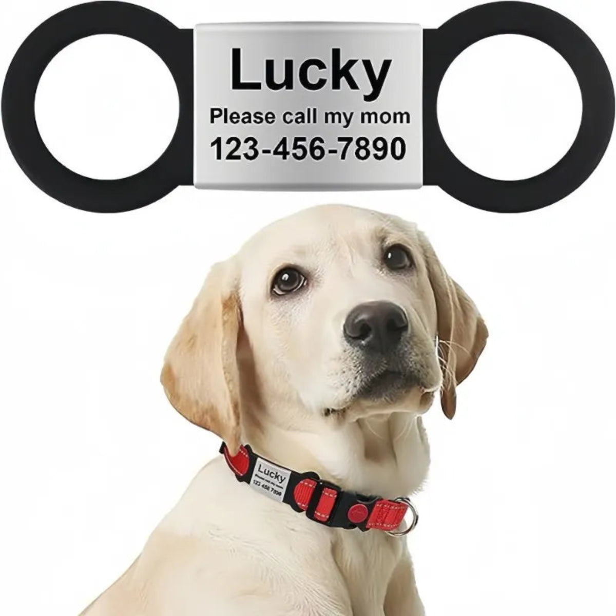 Dog wearing a collar with a name tag and contact information on a white background