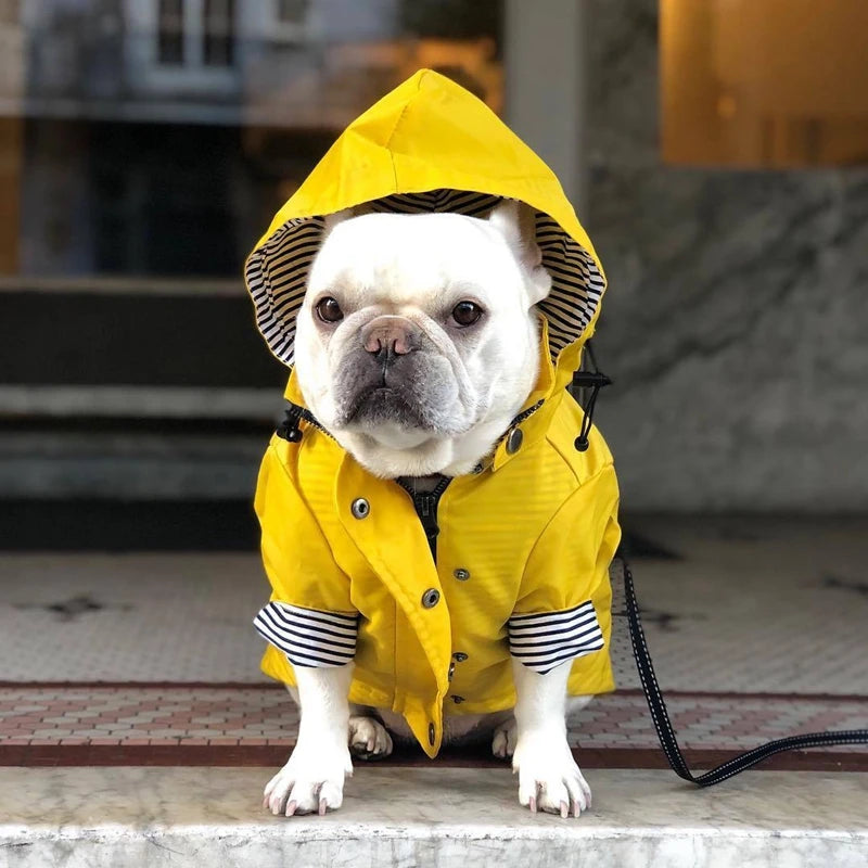 Dog wearing a yellow raincoat with striped cuffs indoors