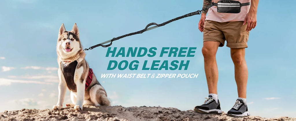 Dog on a leash with a person wearing a waist belt and pouch, set against a clear blue sky.