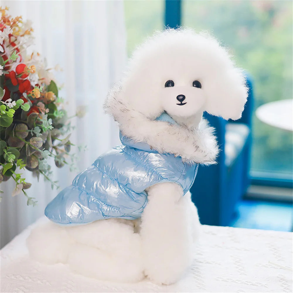 White dog wearing a blue puffer coat sitting on a white surface with a blurred background