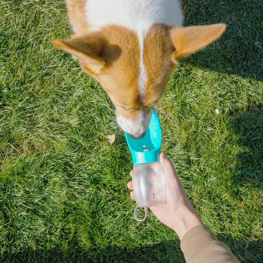 Dog drinking from a blue and clear water bottle held by a person on grass
