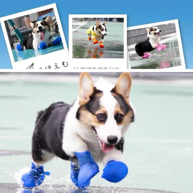 Dog wearing blue booties running on a wet surface with inset images of the dog in different poses.